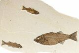 Stunning Green River Fossil Fish Mural with Three Mioplosus #280249-2